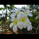 Ein Duftender Frangipani